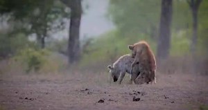 Hyenas Mating