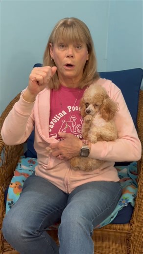 🐾🐩🩷 Gemma's Journey 🐾🐩🩷 This tiny toy poodle stole our hearts during the Raleigh Puppy Mill Bust in June. 💔 She arrived in rescue with a broken leg, but thanks to YOU, she received life-changing orthopedic surgery. 🙌❤️ Now, as her leg has healed, the plate that helped it is causing issues, and Gemma is non-weight bearing on her front right leg. 😢 Another surgery to remove the plate will give her the flexibility and freedom to walk on all 4 paws again - and get her one step closer to her