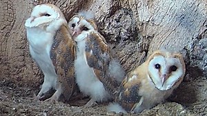 How Gylfie & Dryer's barn owl chicks reacted to thunder | Robert E Fuller