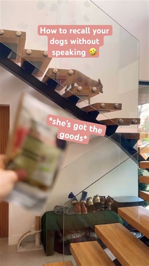 Silent recall tutorial 🐶 😆