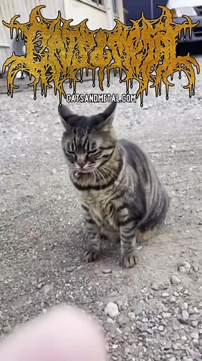Cats and Metal: Our New Instagram Home