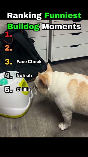 Ranking Funniest Bulldog Moments