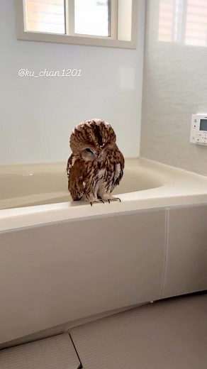 78K views · 5.9K reactions | The Owls 黎 . . #america #birds #US #pet #parrot #cute #owl #Owls #parrots #bird #photochallenge #photography #wildlife #wildanimals #photographer2024 #viral #tranding #Amazing #europe ) | The OWLS | Facebook