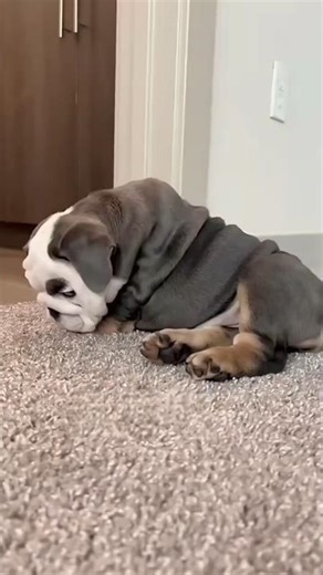 Can These Dancing Cats Cheer Up This Grumpy Puppy? 🐱✨ #funnyanimals #grumpypuppy #dancingcats