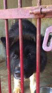 59K views · 2.5K reactions | ❤️ I like high aggressive dogs❤️ Please click this link to watch the training videos of this dog. https://youtu.be/Q7EjkFNScQQ?t=189 | Saajan Saji Cyriac | Facebook