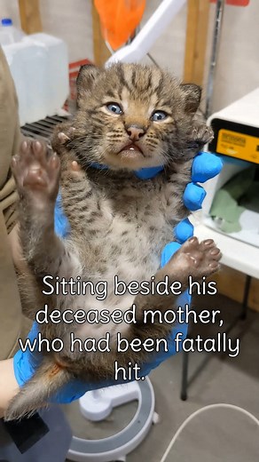That's not just ANY kitten... He's a wild Bobcat kitten! (Lynx rufus) ✨ At about 550g on intake, this bobkitten is far larger, stronger, louder, and more muscular than a domestic cat of the same developmental stage! (He is, however, about the same level of cuteness as his domestic cousins. 😇) This approximately 10-day-old kitten was found beside his deceased mother by a roadside in Floyd, VA. His wonderful finders rescued him from the roadside and brought him to our wildlife hospital, where he