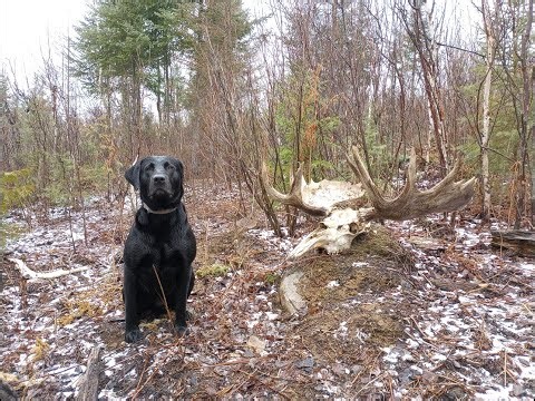 2024 Moose Shed Hunting Adventures