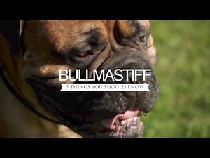 BULLMASTIFF FIVE THINGS YOU SHOULD KNOW