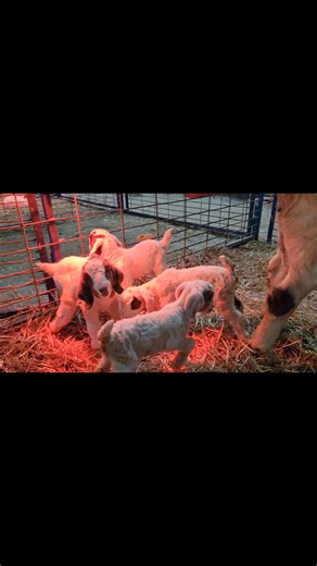 3.1K views · 60 reactions | This is a first for us at Noxie Show Goats...quads...all are healthy and doing well | Noxie Show Goats | Facebook