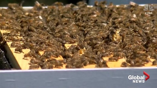 Man stung to death by bees in Yuma, Arizona