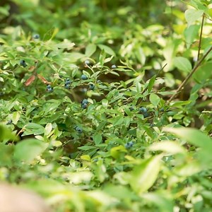 2.5K views · 492 reactions | Calling all berry lovers! 𢡄 The Gunflint Trail in Cook County, Minnesota, is the ultimate spot for blueberry picking. Enter the Gunflint Trail’s Biggest Blueberry Contest for a chance to win one of our exciting prizes! Don't miss out—plan your visit and book your stay now. | Visit Cook County MN | Facebook