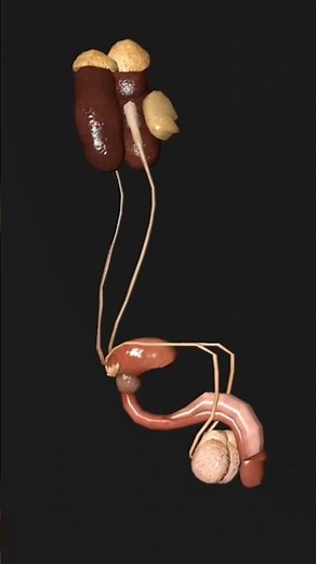 Male Reproductive System 😎