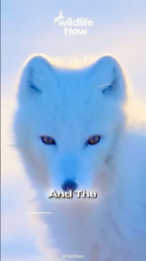 Arctic Fox: Master of Frozen Survival