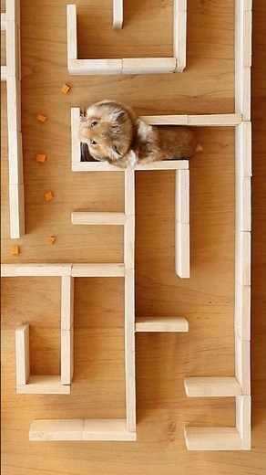 Hamster maze 🐹 Training 😀