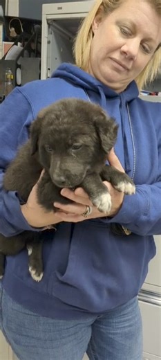 Taney County Animal Control on Reels