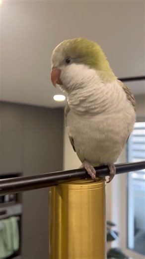 Graceful Monk Parrot 🦜✨ | Anmutiger Mönchssittich #birds #parrot #vogel #cockatiel