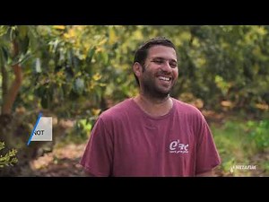 Avocado Israel: Maximizing production with drip I Netafim
