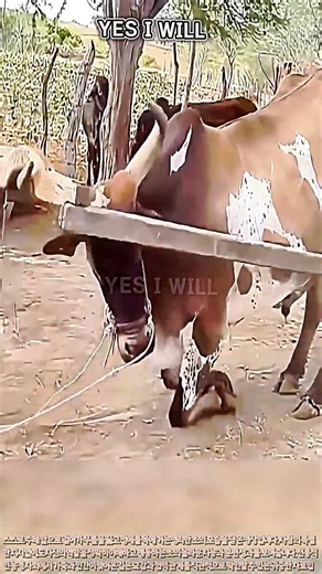 전통 농업 현장에서 소가 멍에를 착용하는 과정 #worker #process #farming #training #cow #farming #livestock