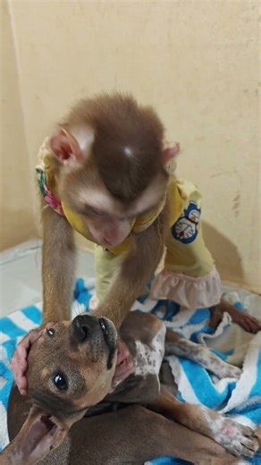 They are animals who have different and fun things to do every day. #dog #monkey #animals #fun