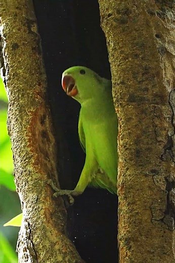 Papa Parrot learn flying to baby parrot #ringneckparrot #greenparrot #parrot