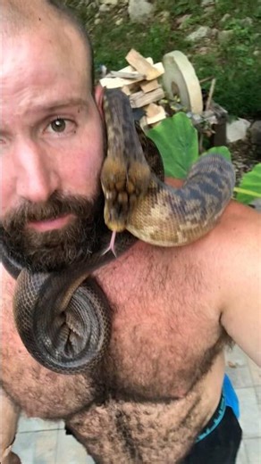 Timor python | Pet snake 🐍 | Reptile #snake #shortvideo