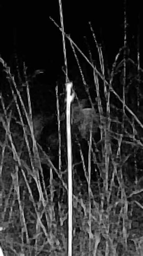 Skunk Deadfall Trap #outdoors #survival | survival