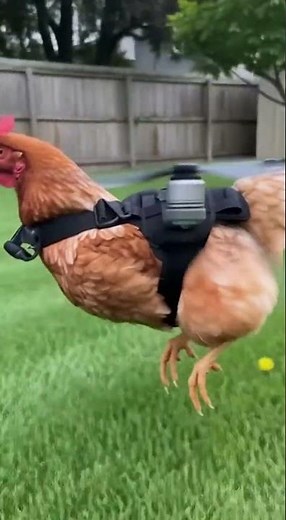 😱🐔 Flying Chicken Experiment Gone Wild! #FlyingChicken #DroneExperiment #FunnyAnimals