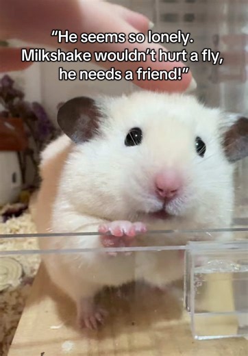 Hamster's Hilarious Reaction to a Teddy Bear