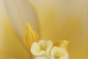 Daffodil Videos, Download The BEST Free 4k Stock Video Footage & Daffodil HD Video Clips