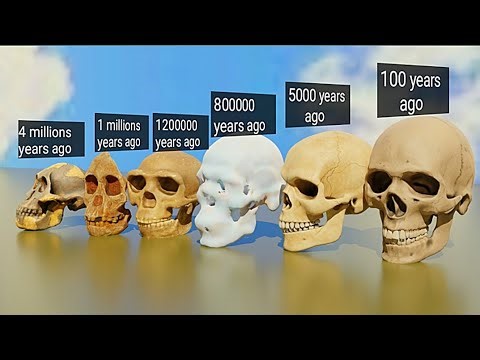 Evolution of Human Skull 💀