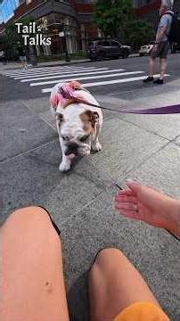 We met a sweet Bulldog named Fiona! #bulldog #dog