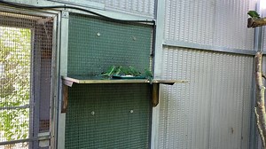 Orange fronted parakeet / kākāriki karaka Prince Polo and Tina's first clutch of 6 juveniles, who have fledged since the 30th of December, are already showing signs of independence in foraging and feeding on their own. | The Isaac Conservation and Wildlife Trust