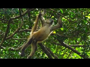Leaping Spider Monkeys | Virtual Expeditions | Lindblad Expeditions-National Geographic