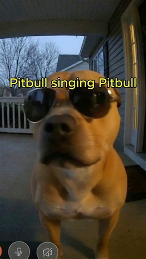 A pitbull singing Pitbull #pets #pitbull #dogs #funnydogs