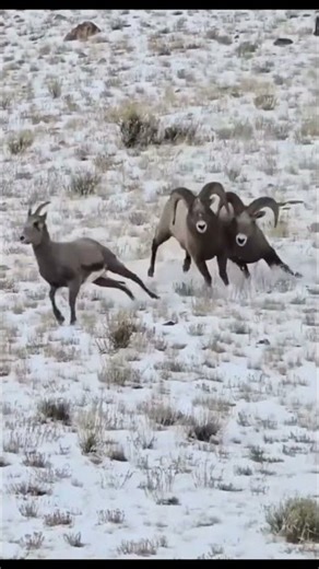 Durood Sharif | Blessings & Mercy #egzonibrahimi #egzon #quran #shokalerdua #shortsfeed