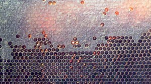 Bees honeycomb with honey and perga. Natural footage background. Zoom in video