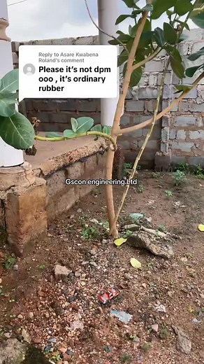 I use DPM as all well, but I advise you it’s not entirely solution to dampness as you have been told. But your your experience, methodology and professionalism does. To apply DPM is under BS 8102 and BS 8215, we don’t just work but we know how to do it professionally. #dpm #dampness #construction #ghanatiktokers🇬🇭🇬🇭🇬🇭 #nigeria | Gscon engineering ltd