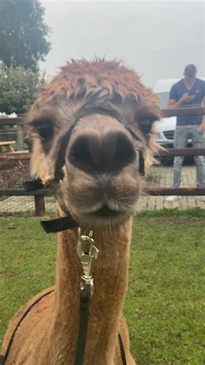 Discover the Unique Sounds of Alpacas | Alpaca Sound Compilation