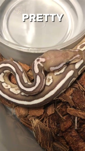 Snake Tattoo On A Snake #shorts