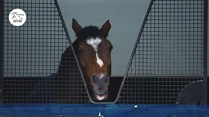 The best in the business 😎 It was great to see the fantastic Galileo at Coolmore Stud 🐎 | World Horse Racing