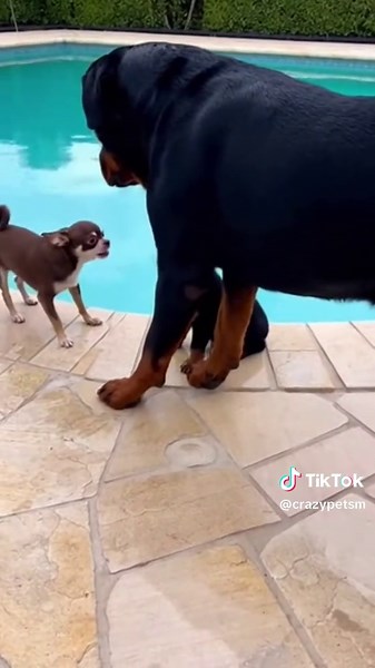 Chihuahua Picked the Wrong Family 🐶 #pets #animals #dog #funny