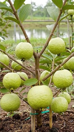 🍐Fastest Way to Multiply Guava Trees - Coconut Husk Air Layering🌱