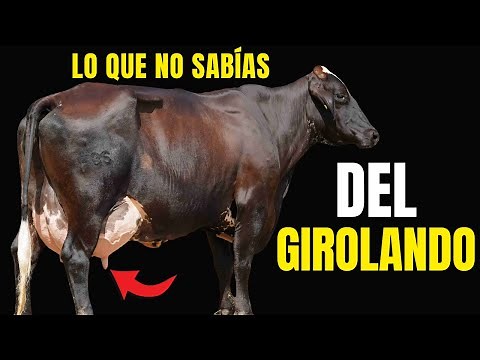 Girolando Race: The Ideal Milk Cow for Warm Weather