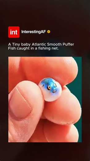 The Smallest Puffer Fish Ever! 🐠