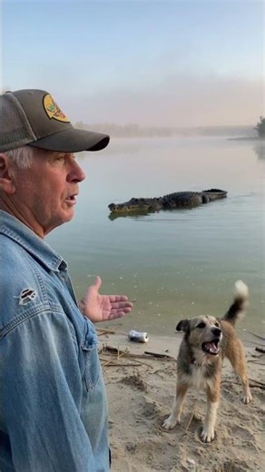 Ten seconds of pure panic. How do you react without startling the beast? #alligator #dog #lake