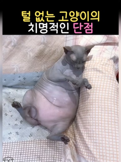 털 없는 고양이 단점: 검은 때와 잦은 목욕 문제