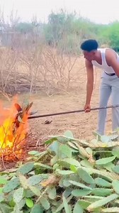 1.3K views · 14 reactions | Have you eat cactus fruit? #fyp | Mood and Music | Facebook