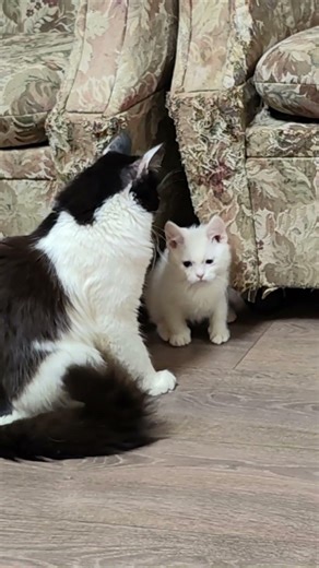 A little kitten found a place to hide. Cats 3. #cat #kitten #cats #kittens