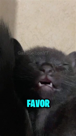 NO LE ECHEN MAYONESA A MI PIZZA #parody