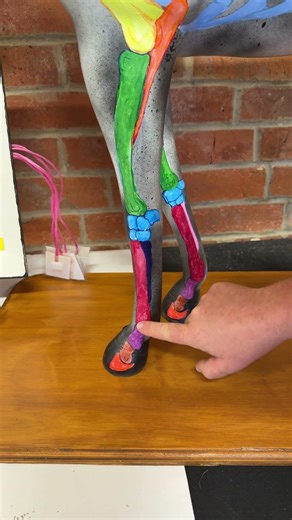 Splint Bones in the Horse